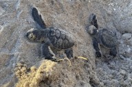 License plate-funded ATVs, GPS units boost sea turtle protection in state parks