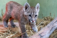 Un detenido por matar a un cachorro de puma: el joven difundió el ataque en sus redes sociales