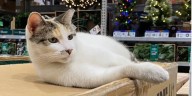 Where’s Francine: The search for beloved Lowe’s cat continues, $2,000 reward offered