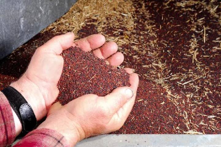 CCGA to increase interest-free canola advance payments