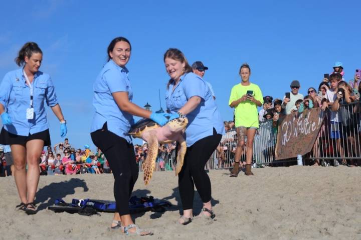 Westie the sea turtle returns to the sea