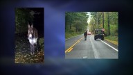Glocester police encounter loose donkey on early morning town stroll