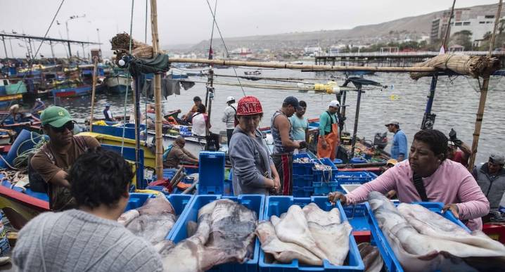 Pesca de pota se reinicia en octubre, ¿de cuánto será la cuota de captura?