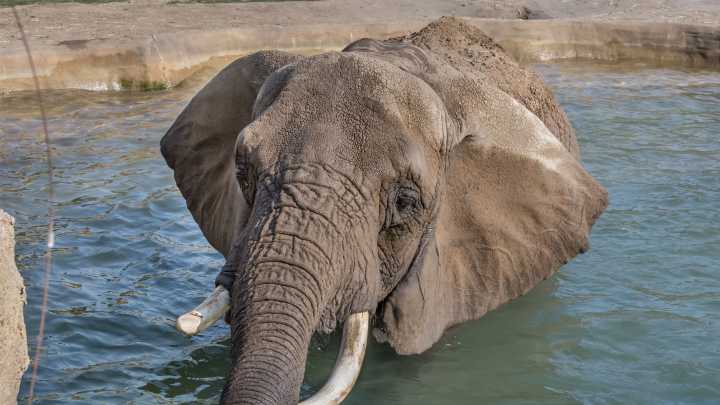 Ruth the elephant at Milwaukee County Zoo has died at age 43.