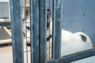The Animal Foundation gets a $11M contract extension and grants 