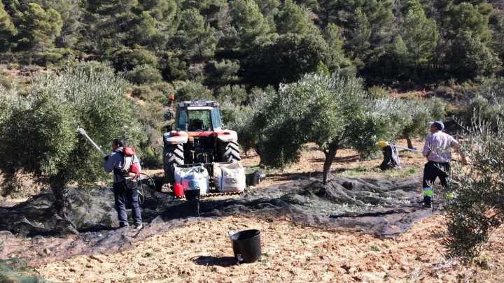 Muere un trabajador al caer a un pozo cuando recogía aceitunas en una finca de Utrera