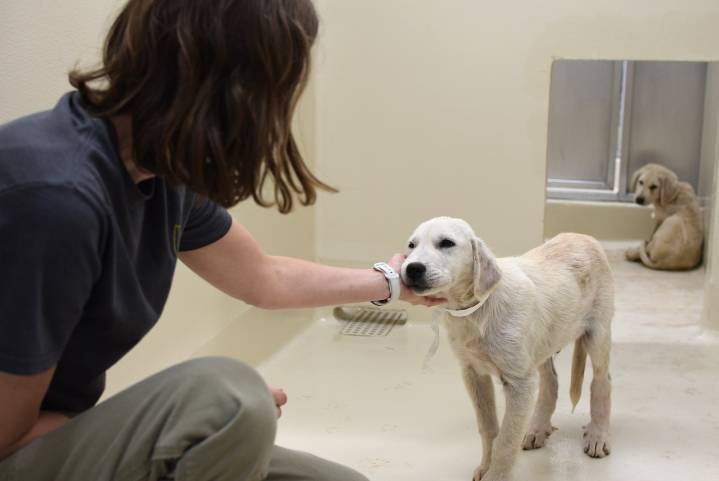 41 dogs rescued from neglectful conditions get a ‘new beginning’ at Oregon Humane Society
