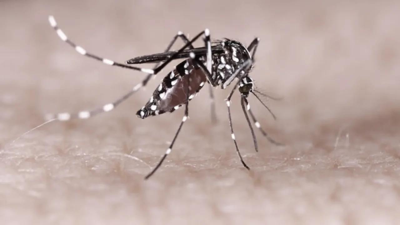 Menor de seis años se convierte en la primera víctima fatal por dengue en Ibagué este 2025