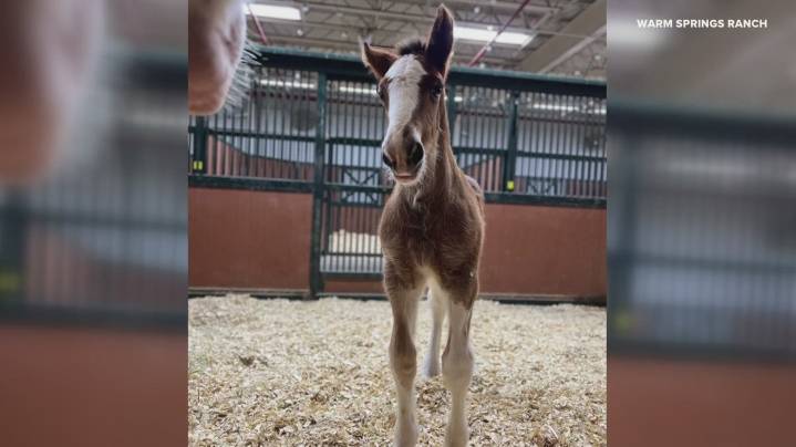 2 Budweiser Clydesdale foals born at Missouri ranch
