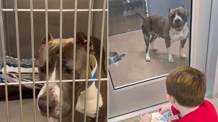 California Shelter Dog Listens To A Boy's Story And Finds His Happily Ever After