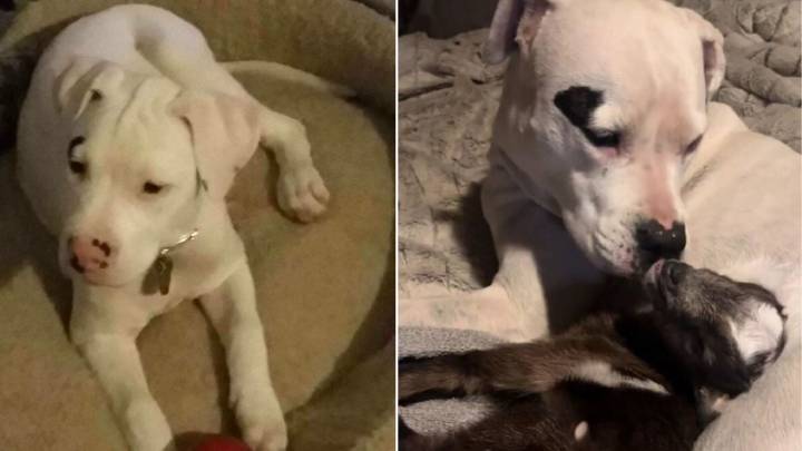 Arizona Deaf Pittie Warms Hearts After Taking On Motherly Duties For Orphaned Baby Goat