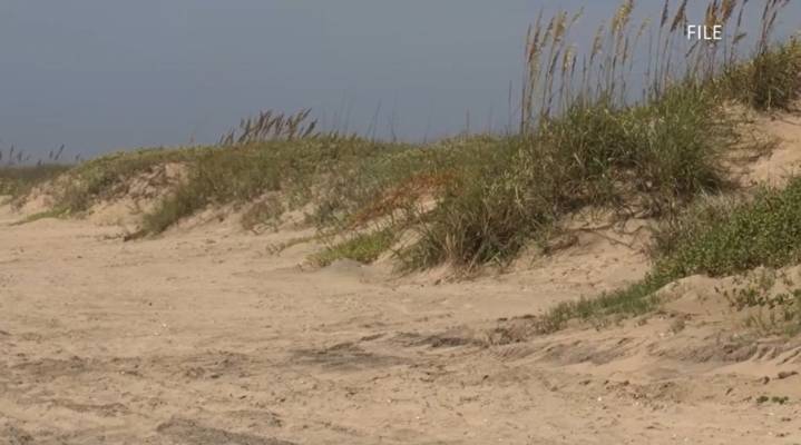 Cameron County approves dune restoration collaboration with Starbase for Boca Chica Beach