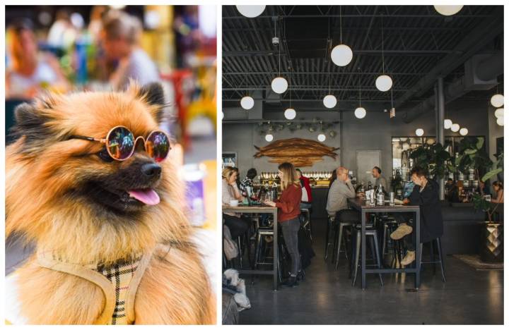 New Ordinance Would Allow Chicago Restaurants To Opt In As ‘Dog