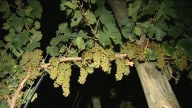 Apuñalan a un temporero de la vendimia mientras dormía en Rincón de Soto, La Rioja