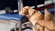 Washington Golden Retriever Surprised Everyone At The Vet With What She Did In The Waiting Room