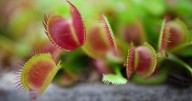 Japanese scientists find out secret of Venus flytrap’s deadly bite