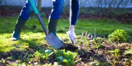 How to Divide Perennials in Fall for a Lusher Garden, Free Plants
