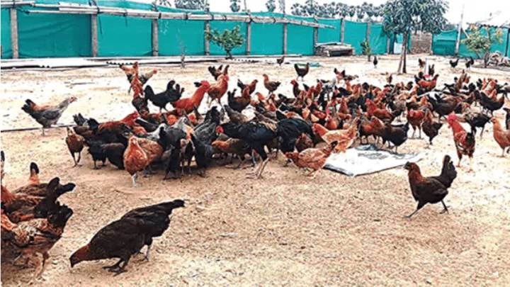 Telangana Govt Prepares Action Plan To Revive Traditional Poultry Rearing In Villages