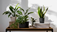 Qué planta deberías tener en tu casa, según tu mes de nacimiento
