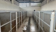 Inician limpieza de albergue de perros en Santa Catarina