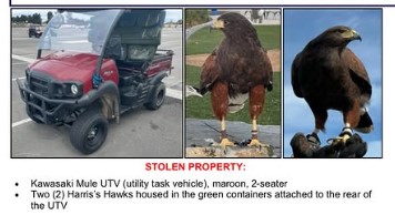 Vehicle with 2 hawks inside stolen near SoFi Stadium during Rams game