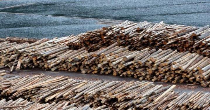 Trump Announces New Tariffs on Lumber and Furniture Imports