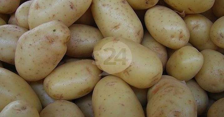 La campaña de la patata en Salamanca se retrasa y las previsiones de producción bajan