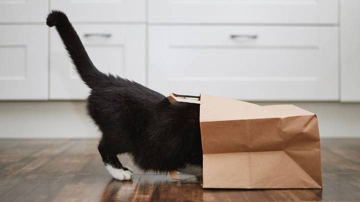 Why Do Cats Have Tails? All About the Expressive Spine Extension