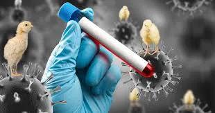 Confirmaron un caso de gripe aviar en Entre Ríos