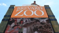 Brevard Zoo animal put down after years of ongoing age issues