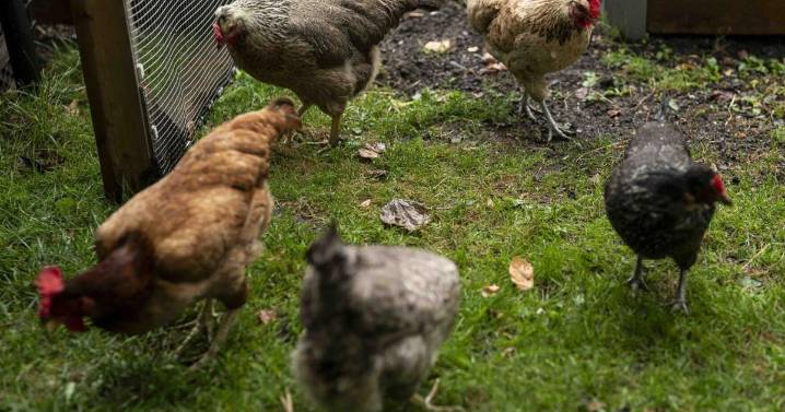 Elizabeth Licata: Did Buffalo chicken out on backyard poultry?