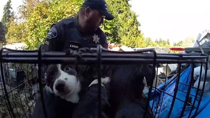 27 dogs saved from 'deplorable' conditions in Midland home