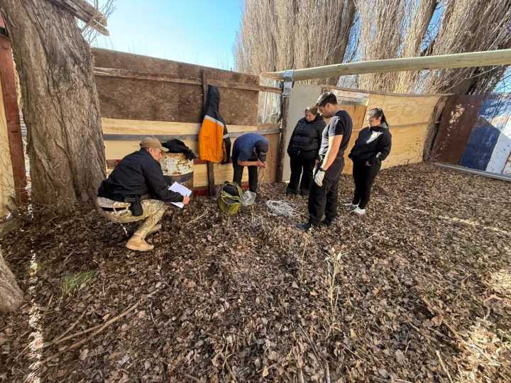 Recuperaron 23 ovejas, secuestraron drogas, armas y un chaleco policial tras un allanamiento en Perito Moreno