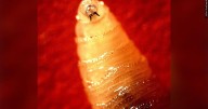 U of A lab joins fight against screwworm outbreak