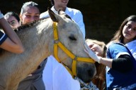 CORRIENTES! Estudiantes de Veterinaria se suman a la atención de equinos recuperados