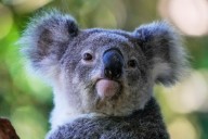 Australia approves world-first vaccine to save koalas from chlamydia