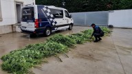 Sorprenden a un vecino de Poio con un jardín de plantas de marihuana en su casa y alega que plantó tantas porque se daban muy bien