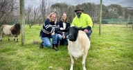Wally the incredible lamb's journey comes to an end