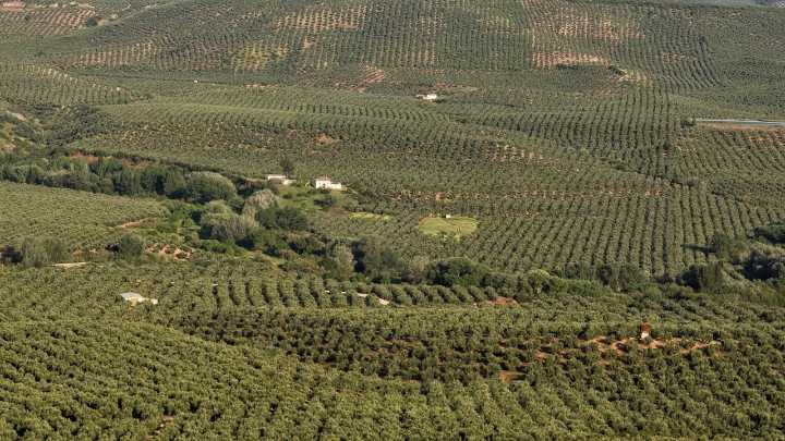 El «estrés servero» pone en jaque la campaña del olivar en Andalucía