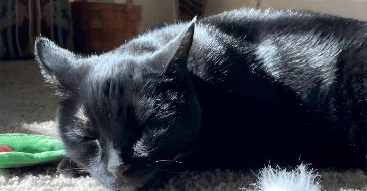 Cáncer de cabeza y cuello: terapia probada en gatos muestra resultados prometedores