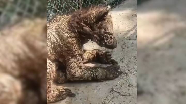 Exhiben a osezna en graves condiciones de abandono en zoológico de NL