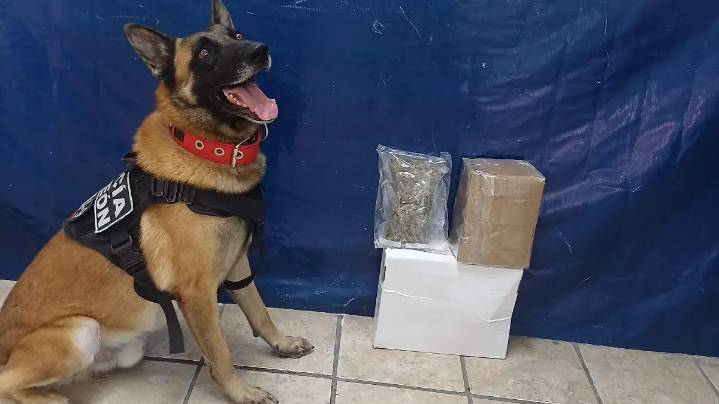 Aseguran droga procedente de Jalisco en paquetería de Torreón