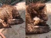 Exhiben a osezna desnutrida en zoológico de Nuevo León