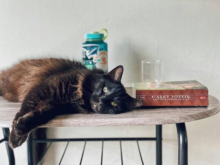 Read Some Books, Adopt A Cat  @ Yakima's Kitty Café Event