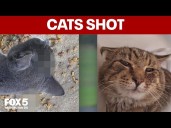 Cats shot with razor-tipped darts in Maryland: 6 killed, 2 injured