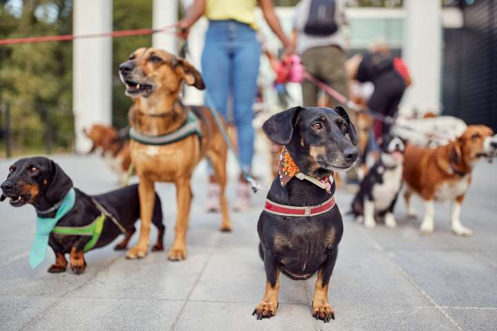 North Scottsdale UMC to host pet blessing and St. Francis of Assisi Celebration Oct. 5