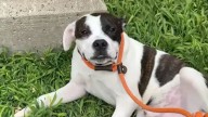 Missouri Pup Tied To A Stop Sign Finds Joy In Endless Belly Rubs