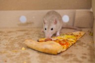 Rats victorious as NYC's first "rat czar" resigns