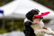Frankenmuth Dog Bowl supports local police with $5K donation