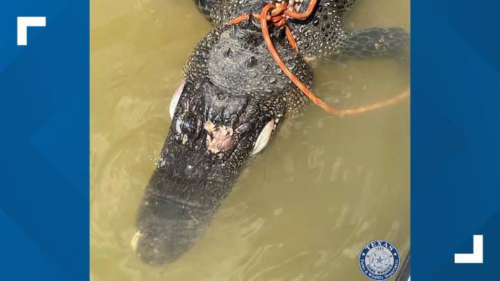 East Texan admits to killing alligator at Lake Bob Sandlin